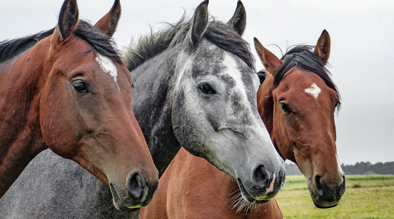 Horses Provide Healing For Veterans Suffering From PTSD
